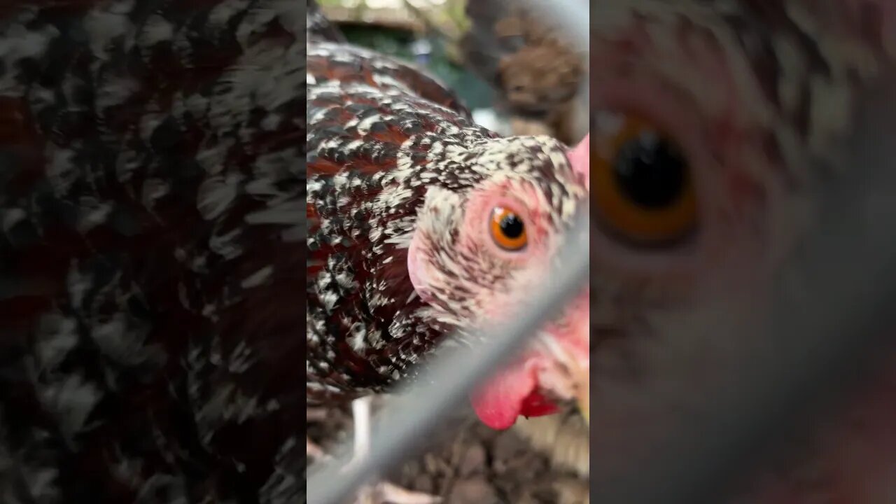 Cricket!?! Our talkative silkie hen named after her unique voice ;)