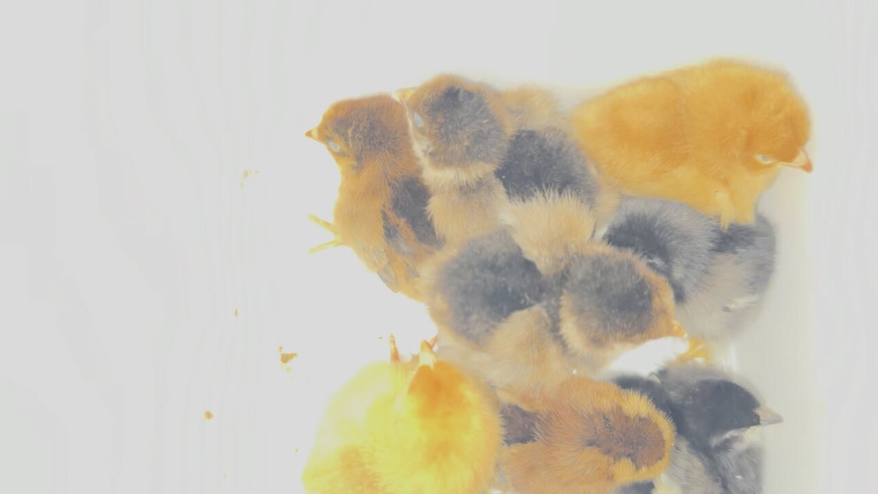 Peeps