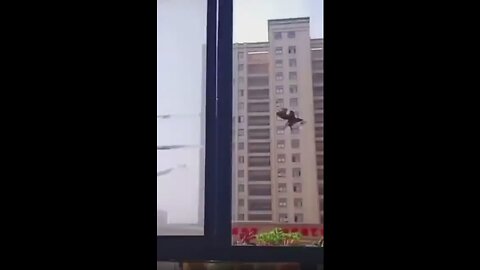 This bird is trained to get money and take it away to its owners