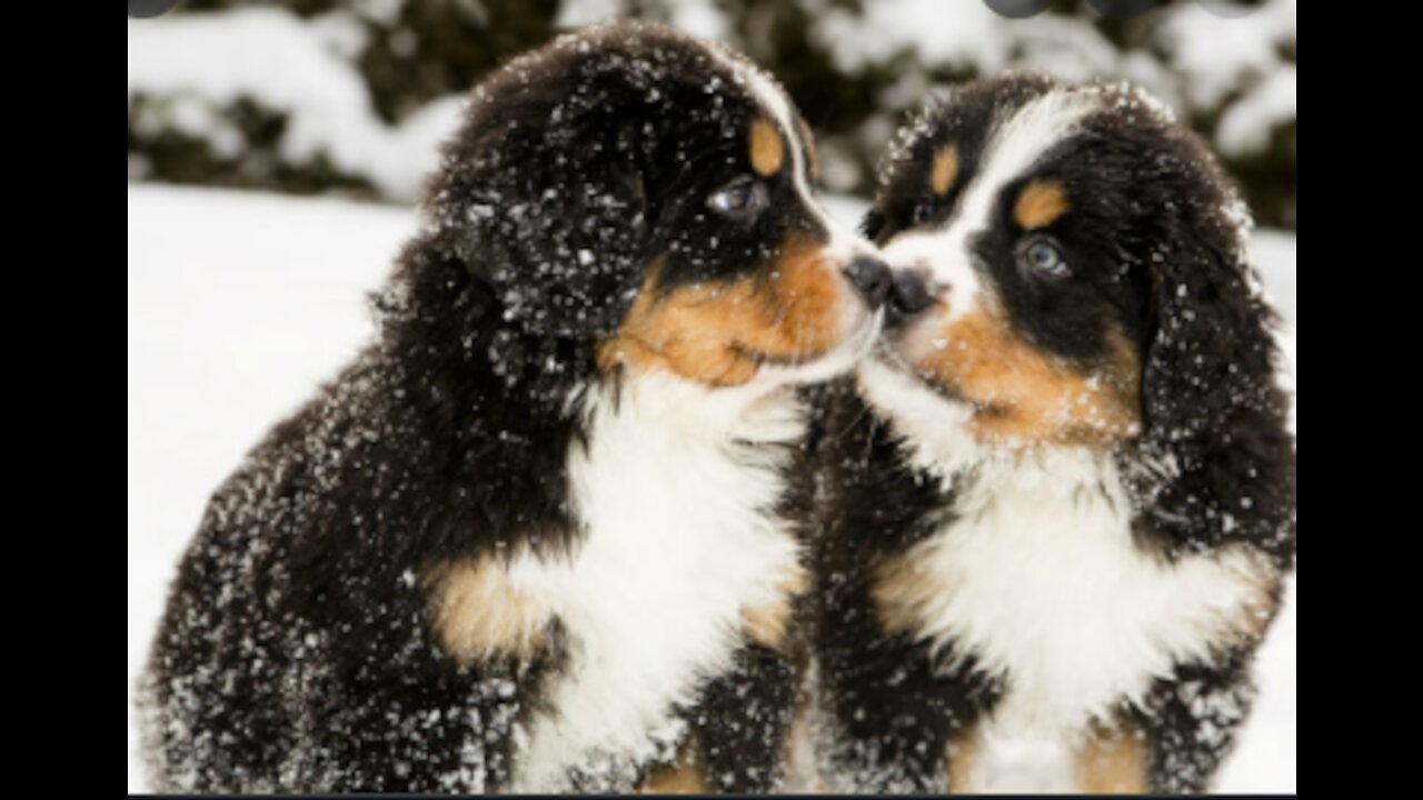 Pups so cute that make you smile