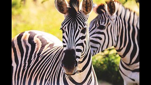 Zebras