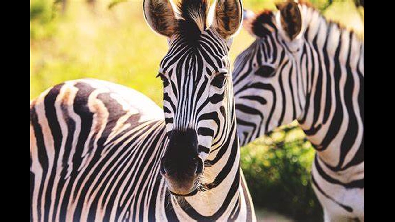 Zebras