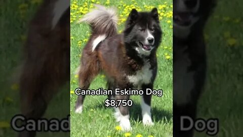 TOP 10 MOST EXPENSIVE DOGS TO OWN...#SHORTS