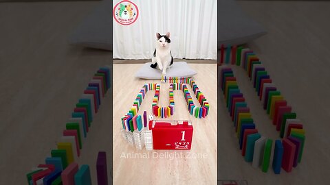 Funny Cat and Dog Videos Funny Animals Video 2024
