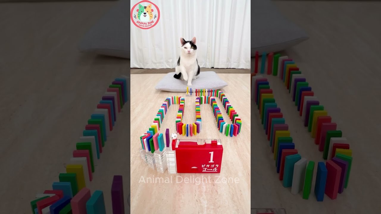 Funny Cat and Dog Videos Funny Animals Video 2024