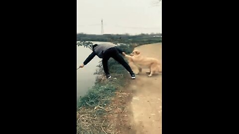 Funny dog video