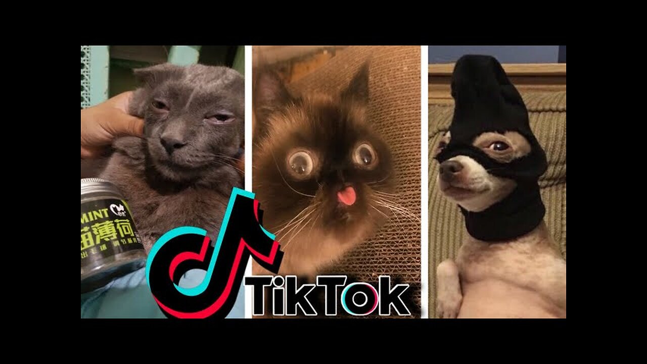 Funniest TikTok Dogs and Cats - Try Not to Laugh with TikTok Animals 2020
