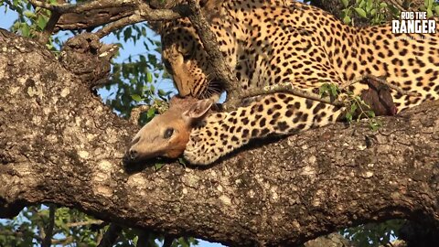 Male Leopard Feeding On A Duiker Up A Tree