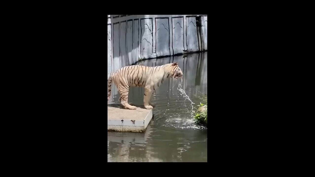 भलेही तुम्ह पिनेमे शेर हो, मगर उतनीही पीना जीतनी पचा सको 🤪