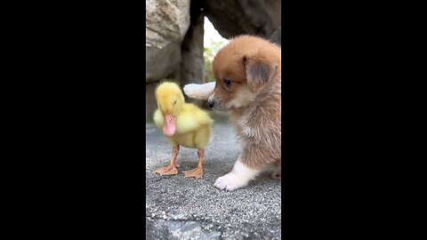 可爱的动物 