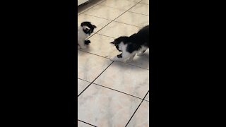 Milo and Loki playing with ice