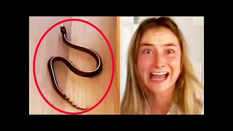 FUNNY99TEAM | There's a SNAKE IN MY HOUSE! | FUNNY ANIMALS