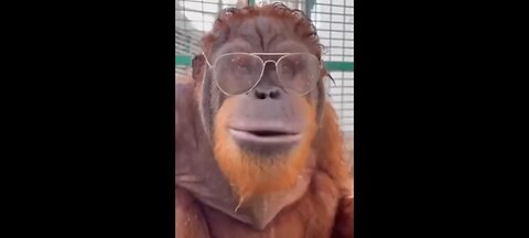 New Funny Animals 😀 Funniest Cats And Dogs 😅 Video
