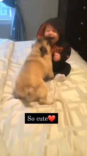 cute dog playing with cute baby