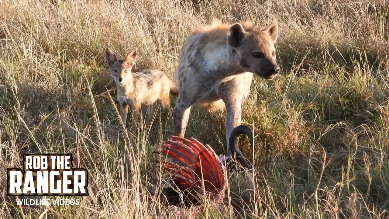 Hyena Chews A Gnu With Jackal | Maasai Mara Safari | Zebra Plains