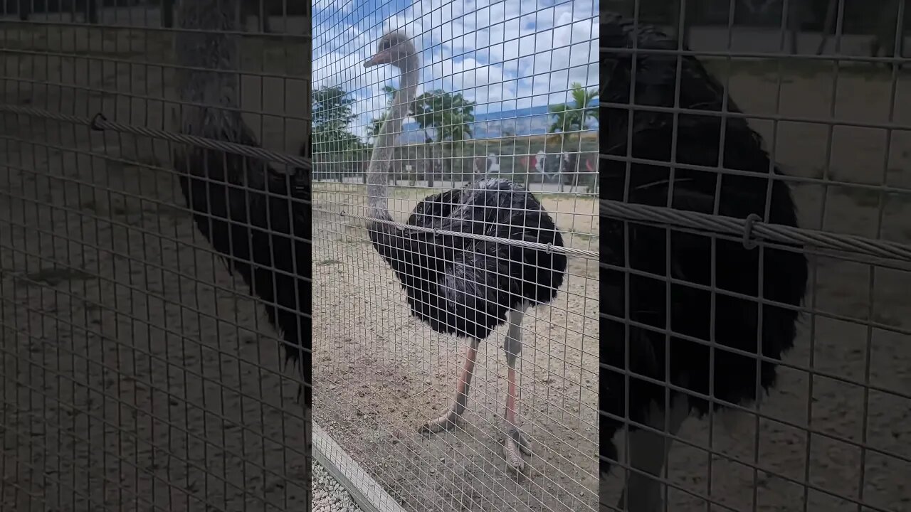 Miami Animals Giant Ostrich at By Brothers Family Farm #shorts #miami