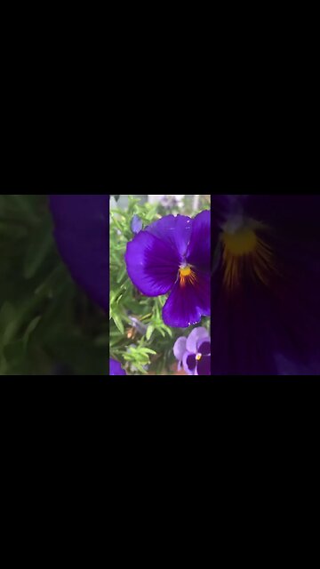 London has so many beautiful flowers-love the colour of this one