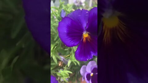 London has so many beautiful flowers-love the colour of this one