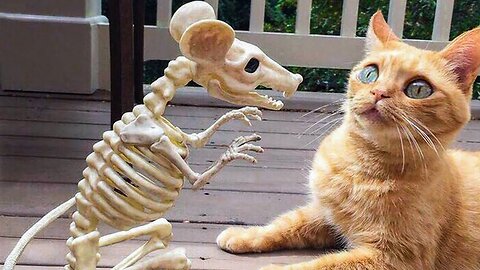 Entertaining Animal Videos 2023 😂 - The Ultimate Comedy with Cats and Dogs 😺😍