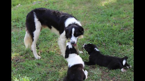 Skipper's Godchildren Growing Fast