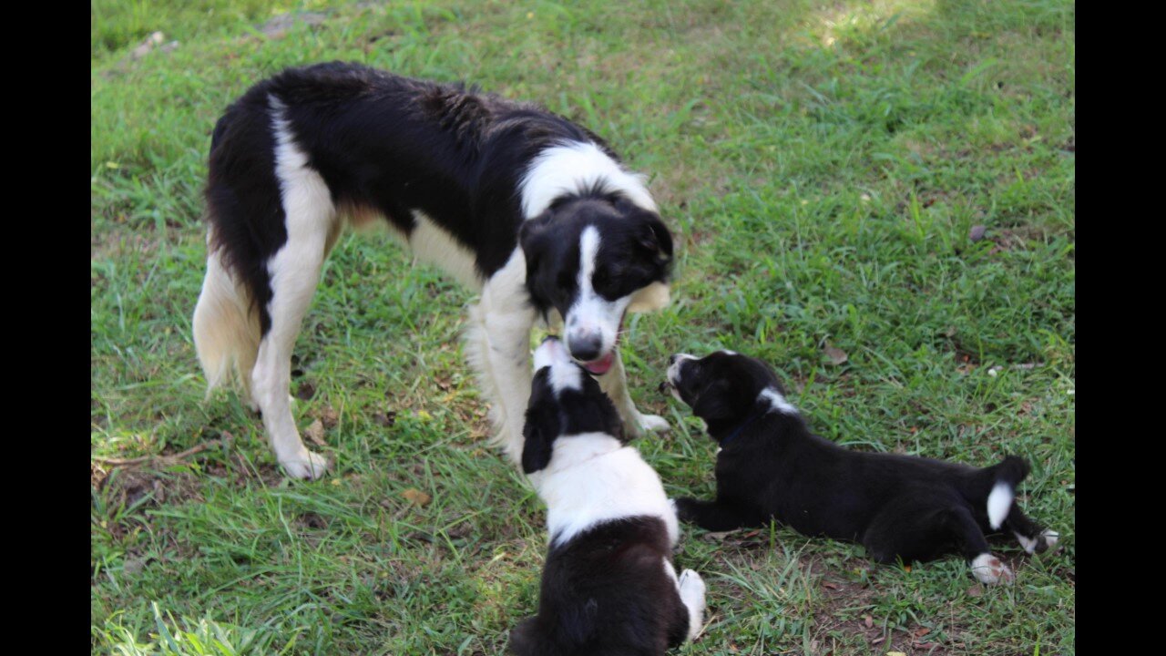 Skipper's Godchildren Growing Fast