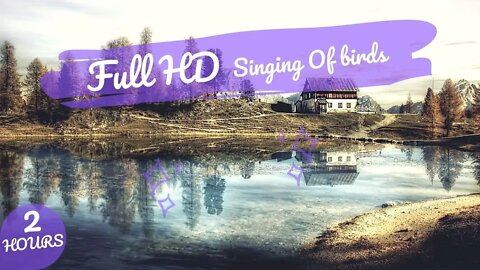Full HD The Singing Of Birds And The Sound Of The Stream Will Relax And Immerse You In A Deep Sleep