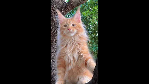 Cat playing with me