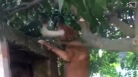 Amazing! Daring feline shows no signs of fear from the attacking dog