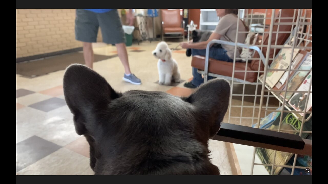 CUTE FRENCHIE WAITING TO SEE THE VET 🐶