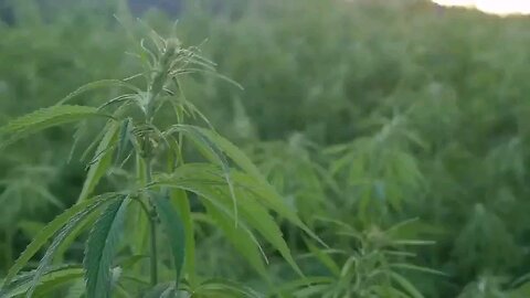 weeds for human it's good or bad?