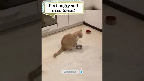 cute cat videos 😹 funny videos 😂 963 😻#shorts #shortsfunny #cutecat #catvideos #cats #catscare #cat
