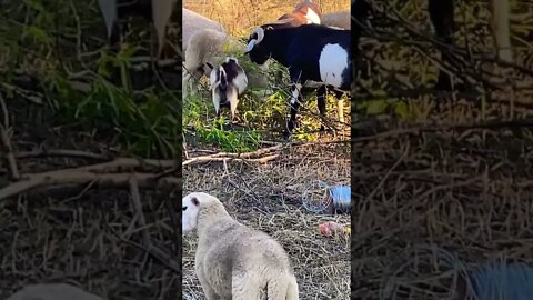 Cutting back the feed bill with what’s on the farm…