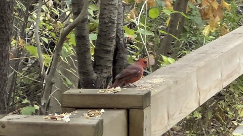 Blue Jay & Cardinal James Gardens Toronto