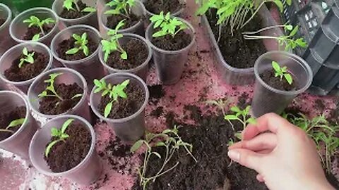 Greenhouse Tomatoes - Germination