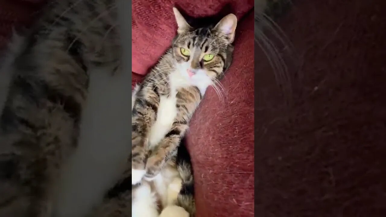 Cute cat laying down