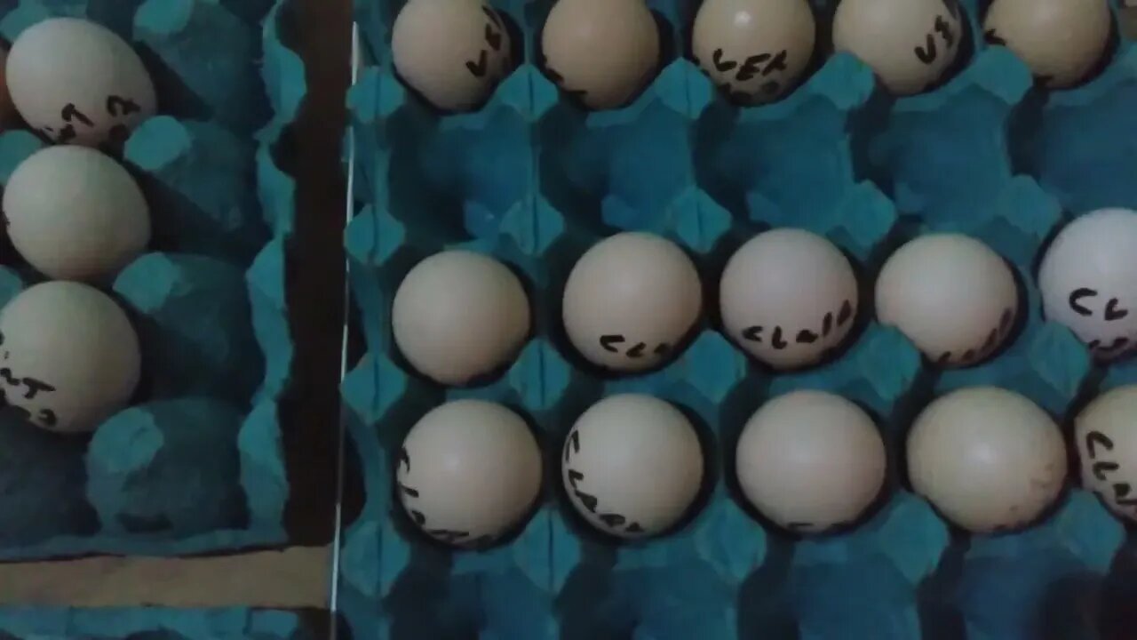laying eggs in the hatchery(pondo ovos na chocadeira eclopinto 70 ovos)