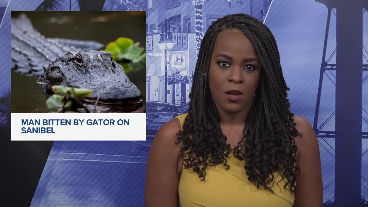 Alligator trapped and removed after report of man being bitten in Sanibel