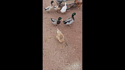 wanna buy some quack