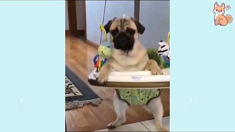 🤣Funny Dog Videos 2021🤣 🐶 It's time to LAUGH with Dog's life #14 _ Cute Buddy
