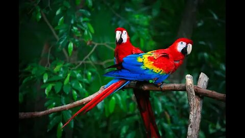 Smart And Funny Parrots Parrot Talking Videos Compilation - 2024😍