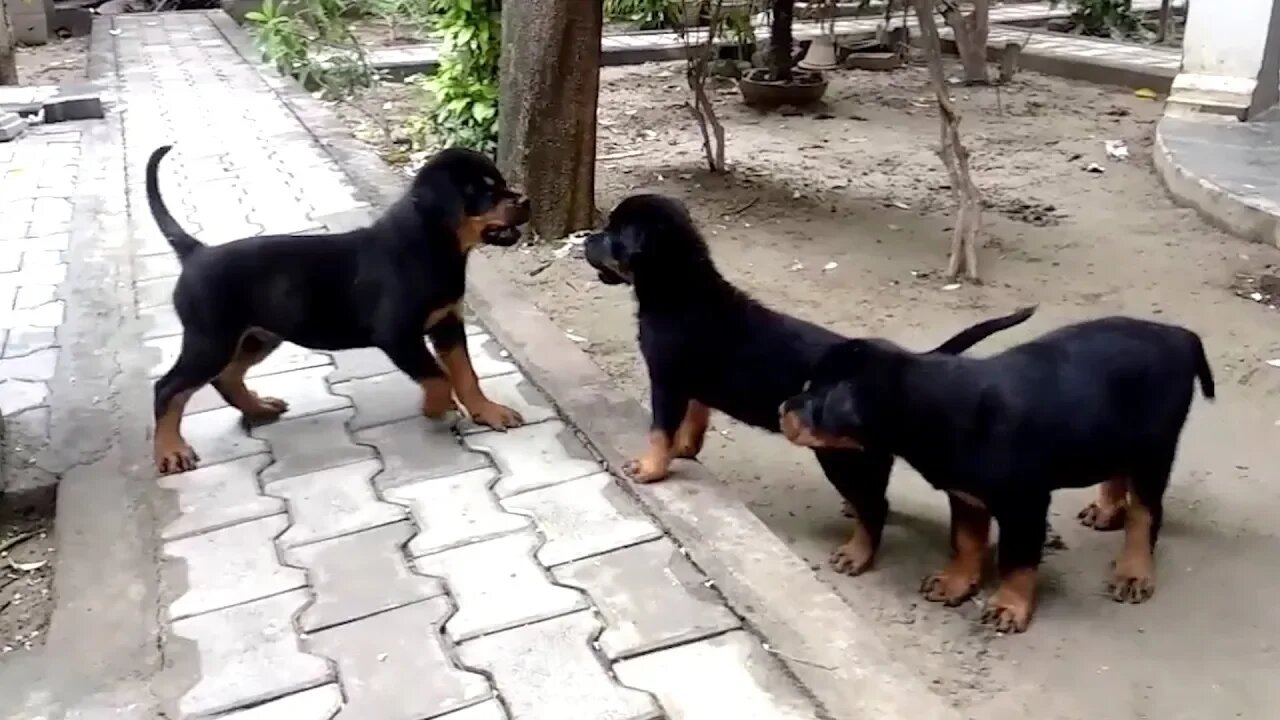 Rottweiler Puppies are training themselves on their own || Mr.bolt's Babies