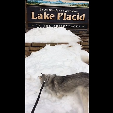 Husky finds snow in summer, goes ballistic