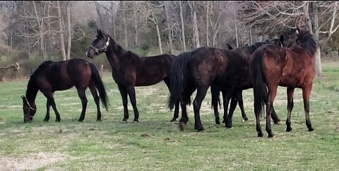 RUNAWAY HORSES: TEN HORSES on the LOOSE