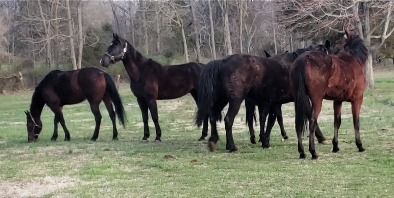 RUNAWAY HORSES: TEN HORSES on the LOOSE