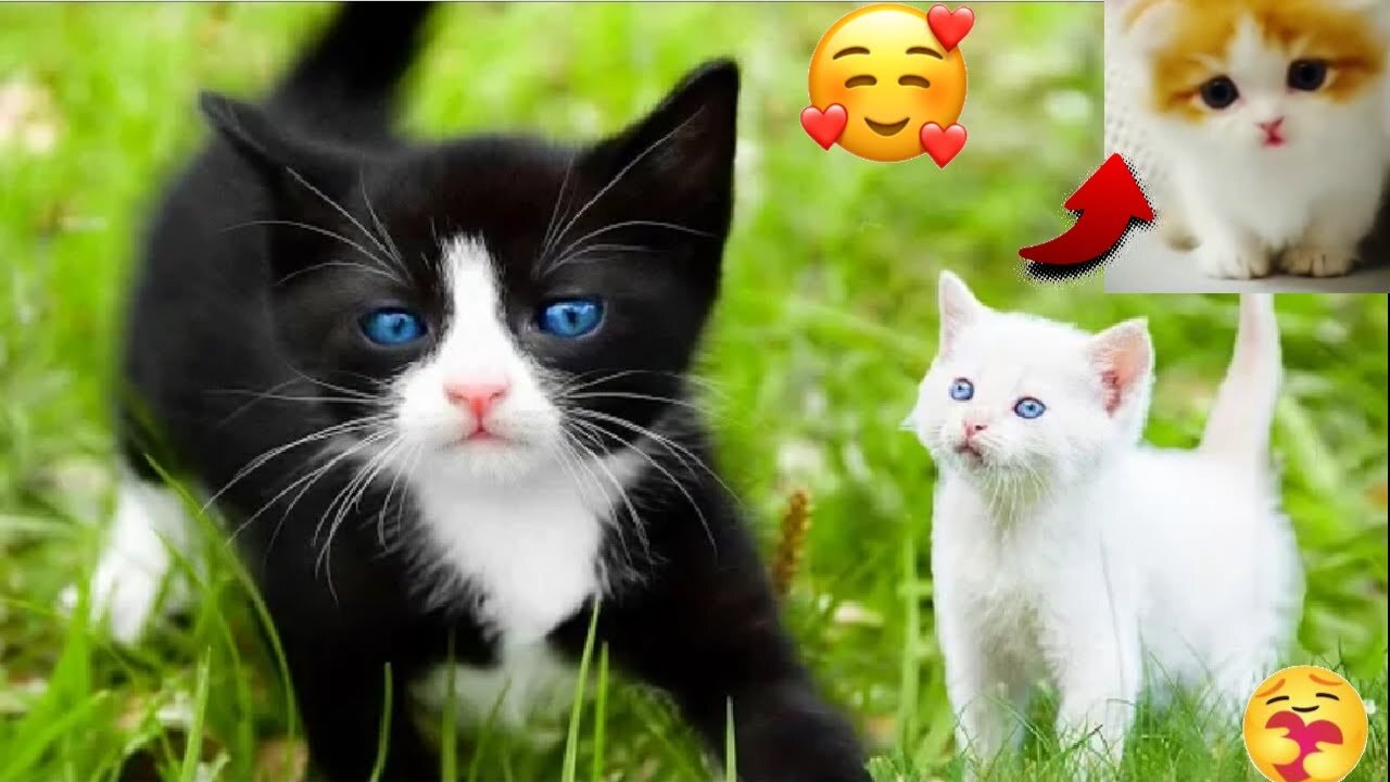 Baby Cats - Cute Little Kitten Videos Compilation