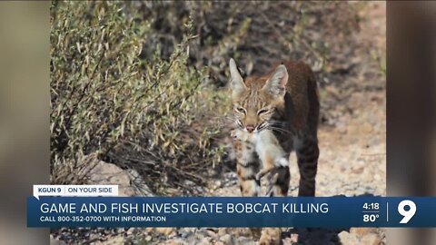 $1,150 reward for information on killing of a bobcat