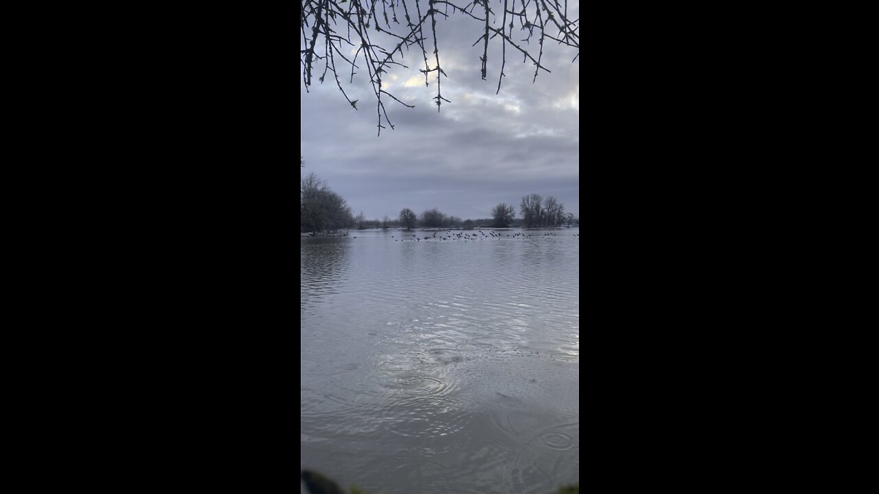 100s of Green Wing Teal landing