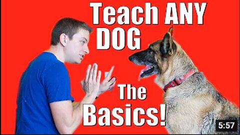 Dog Training 101: How to Train ANY DOG the Basics