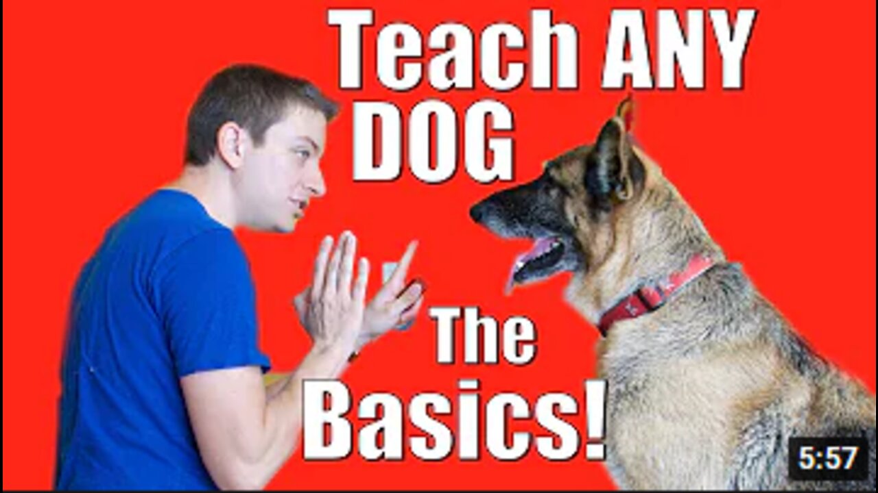 Dog Training 101: How to Train ANY DOG the Basics