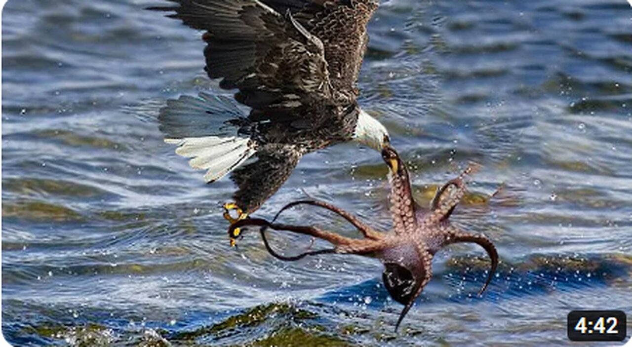 The Eagle Dies While Hunting Octopus In The Ocean